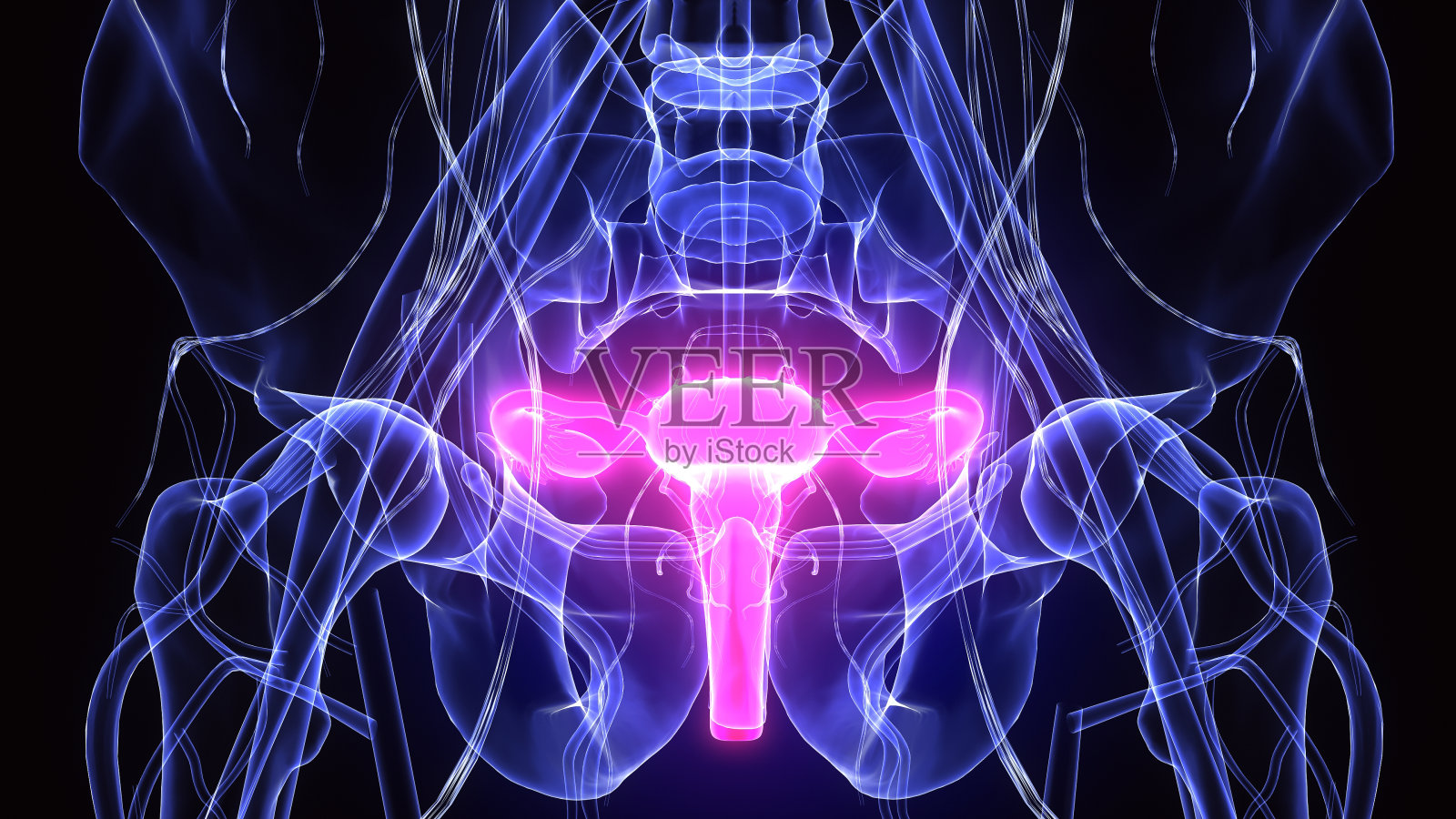 女性生殖系统解剖学的3d插图照片摄影图片