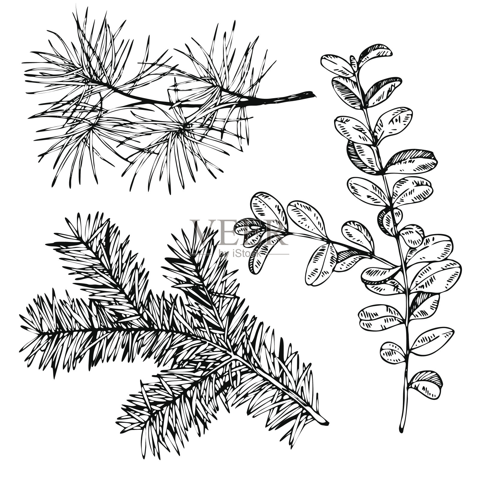 矢量手绘冷杉，松树和黄杨树枝。复古植物雕刻插图。圣诞装饰。插画图片素材