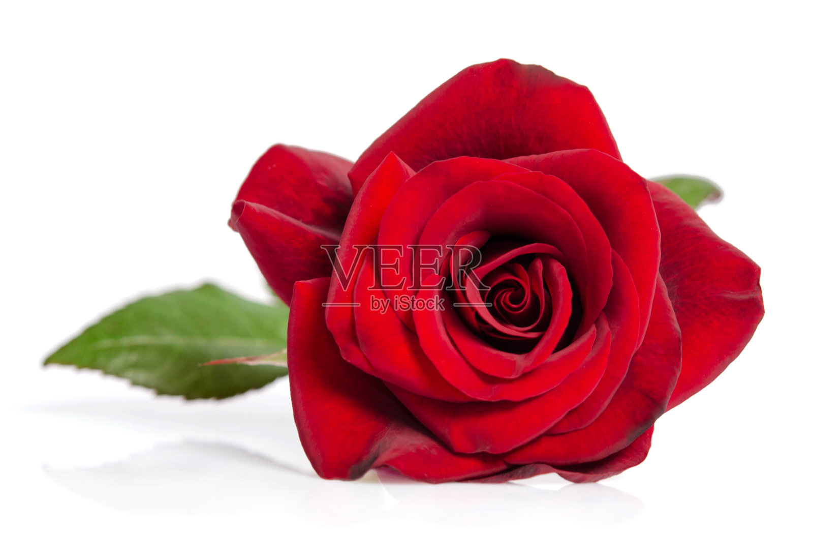 红玫瑰的蓓蕾盖过了白色照片摄影图片