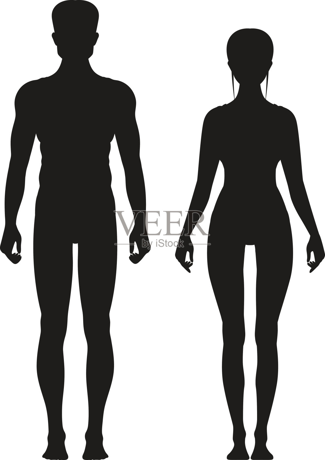 剪影的运动男性和女性站在正面的观点。向量解剖模型设计元素图片