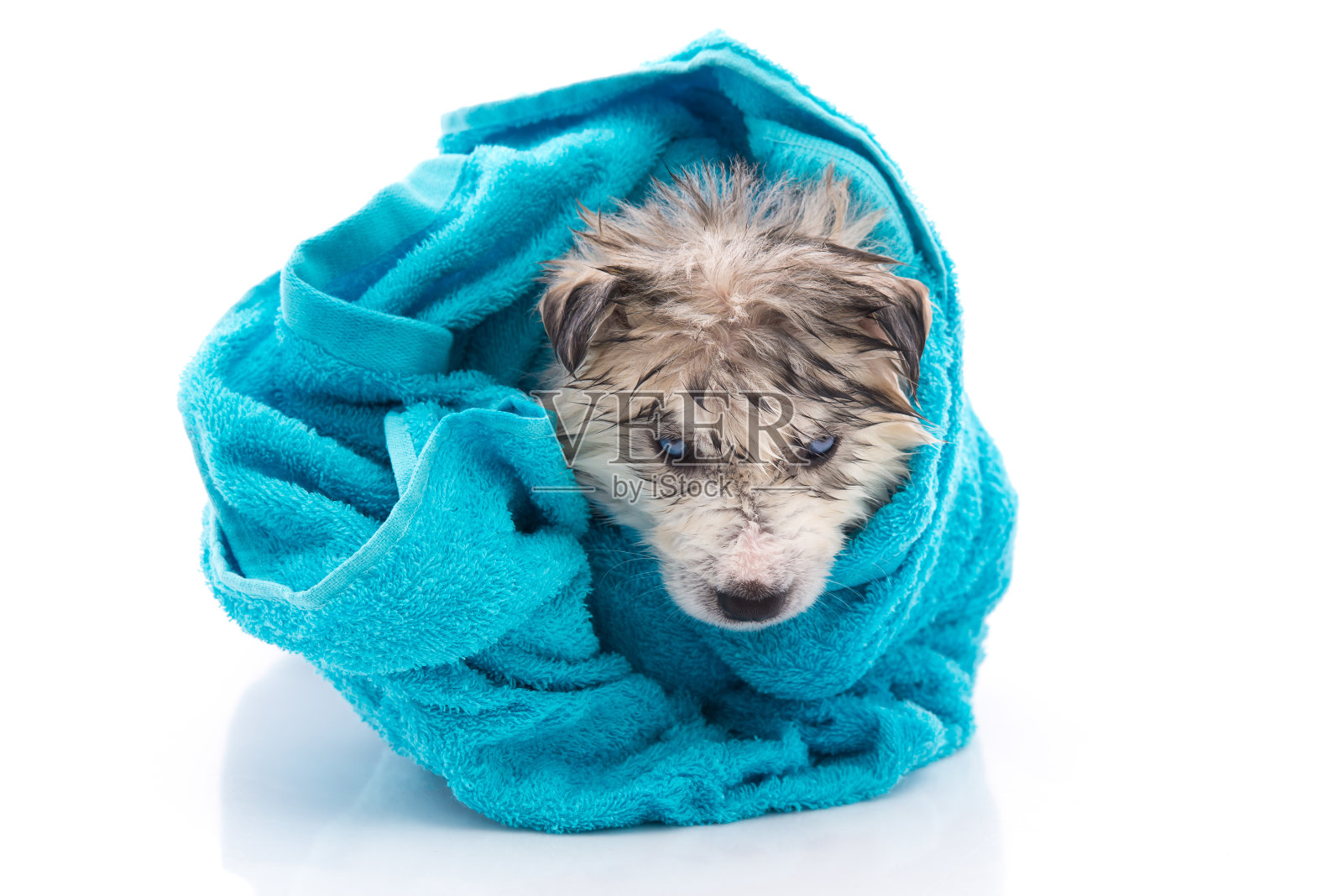 西伯利亚哈士奇小狗洗澡后盖上一条蓝色的毛巾照片摄影图片