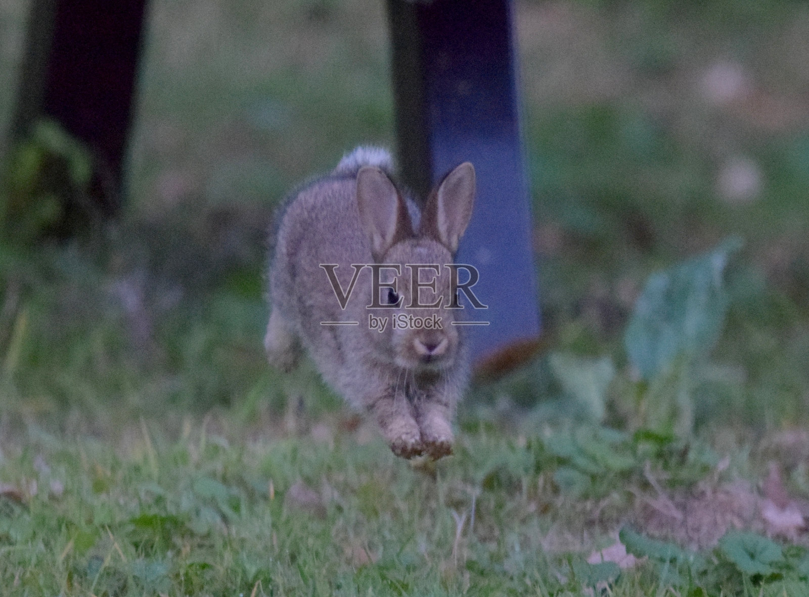 跳跃奔跑的幼小野生兔子动物近距离照片摄影图片