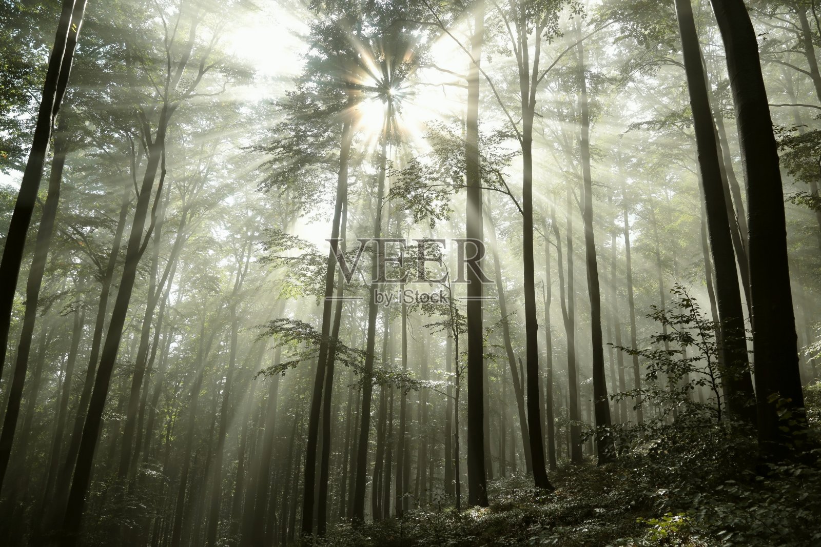 山毛榉森林照片摄影图片