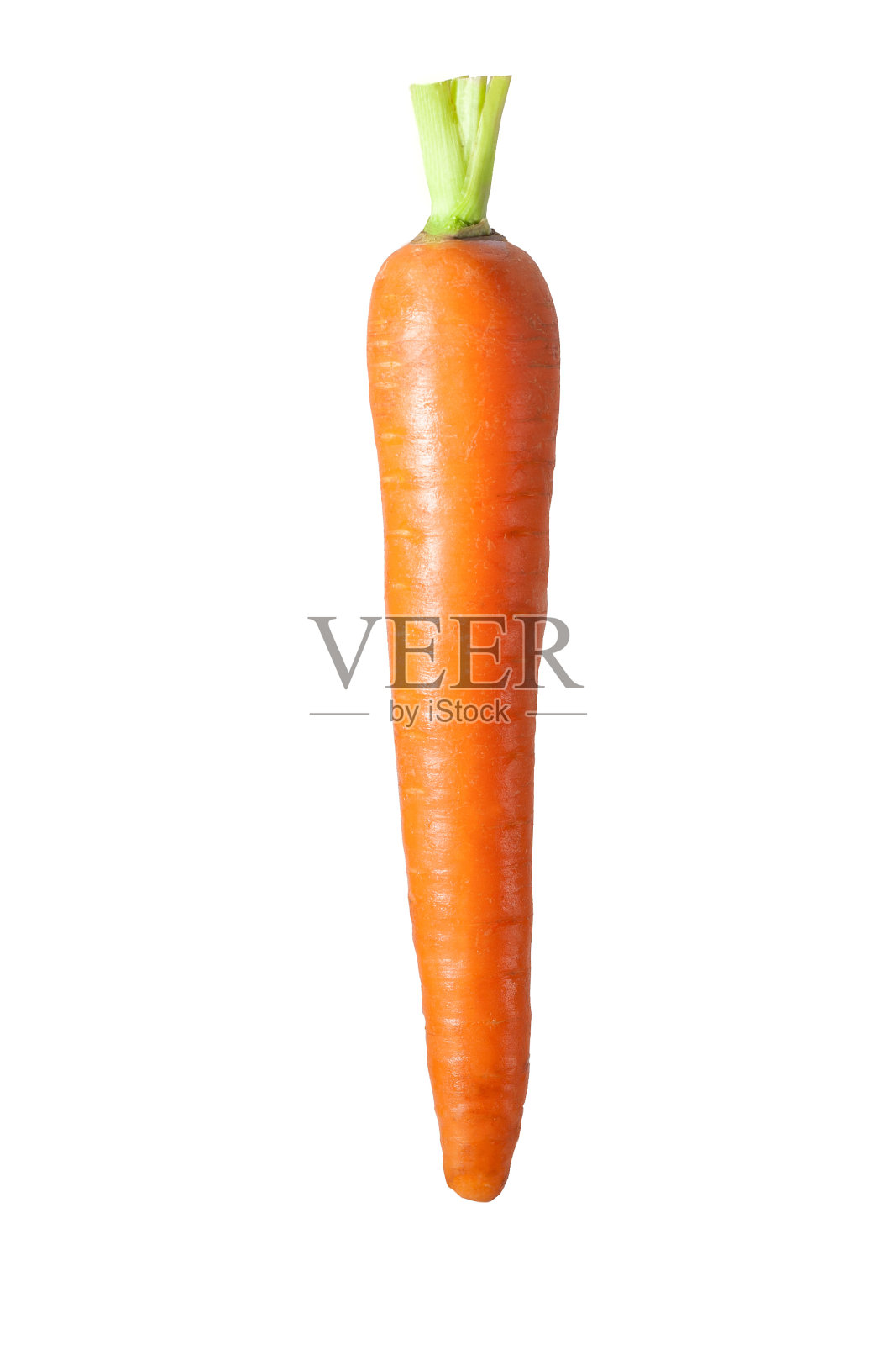 白色背景上孤立的新鲜胡萝卜。照片摄影图片