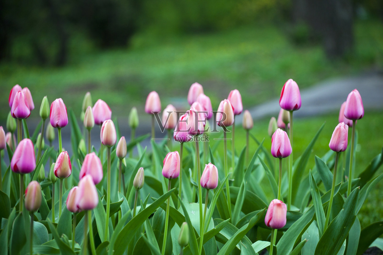 粉红色的郁金香在春天开花照片摄影图片