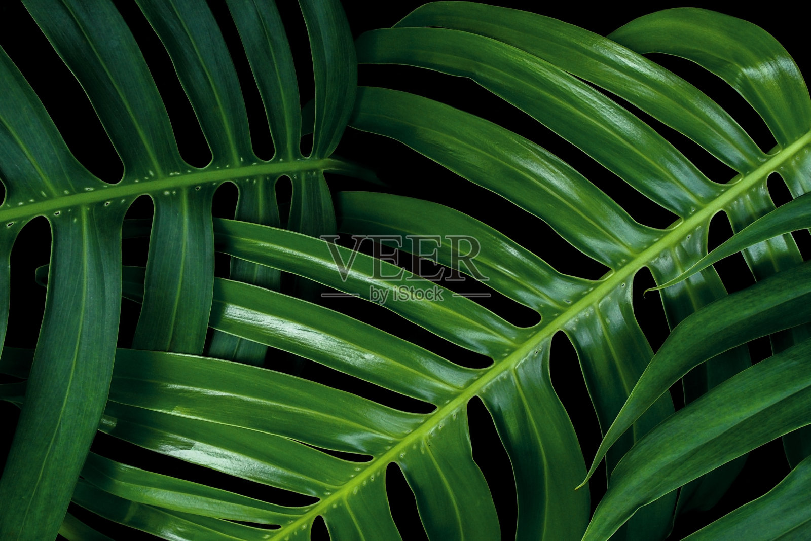 热带绿色的叶子纹理在黑色的背景，Monstera philodendron植物近距离墙壁艺术装饰。照片摄影图片