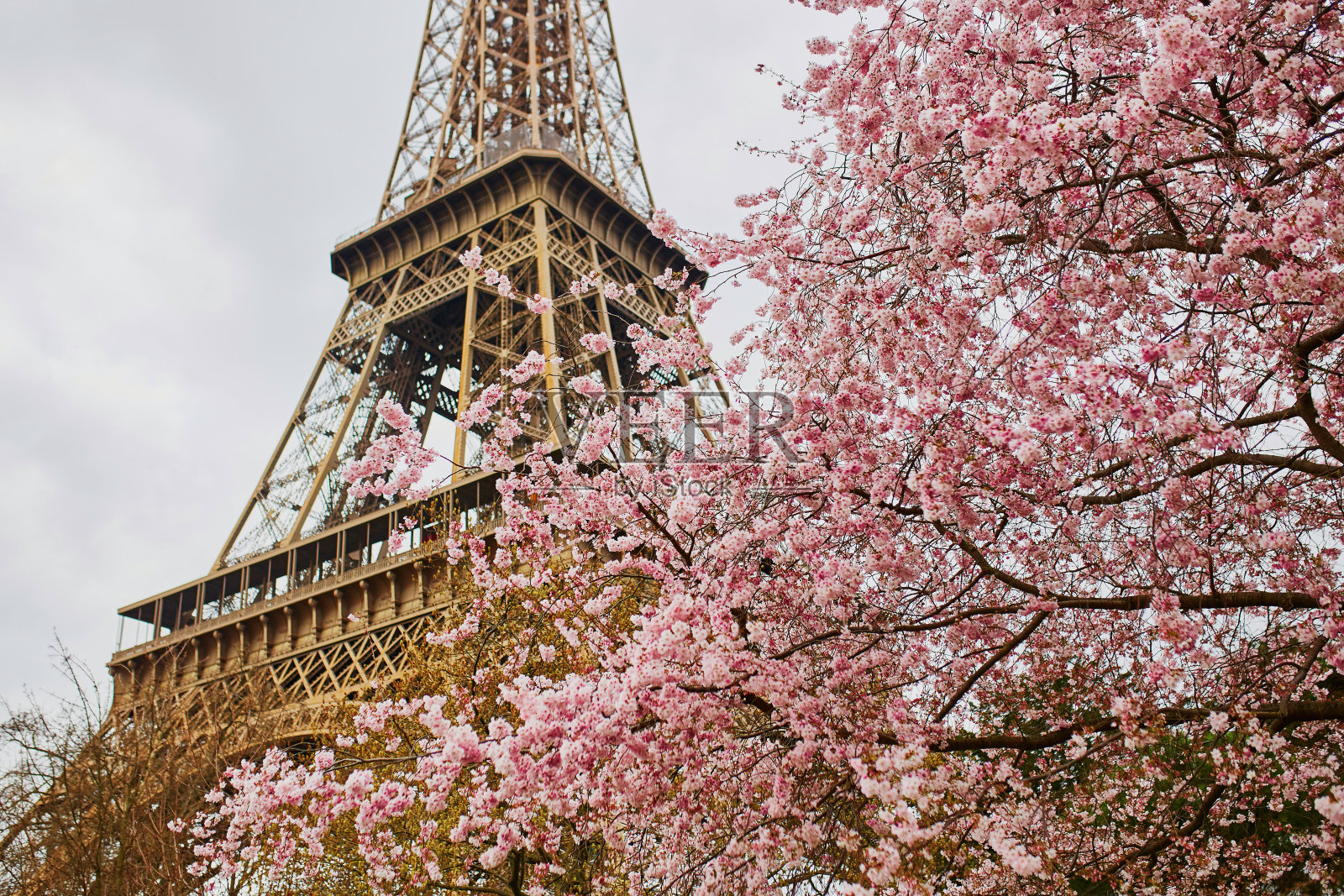 巴黎的樱花和埃菲尔铁塔照片摄影图片