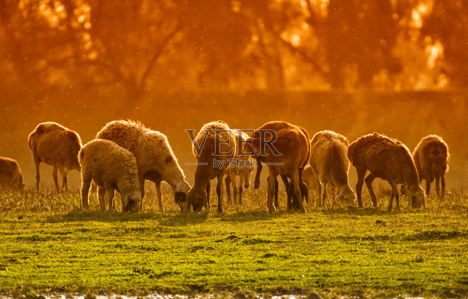 夕阳下的羊群照片摄影图片