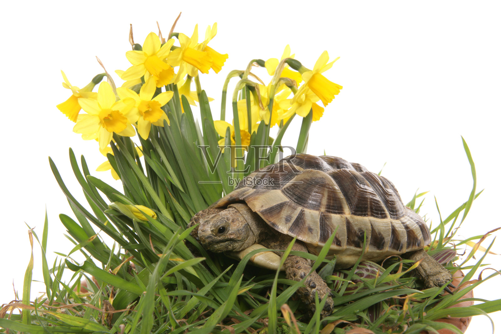 赫尔曼乌龟在春天的水仙花照片摄影图片