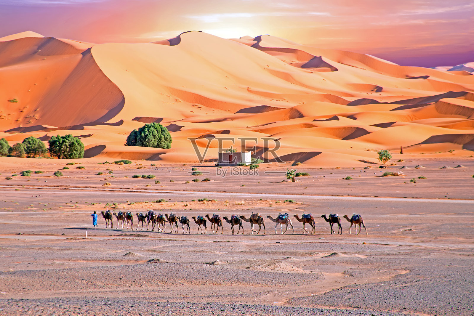 撒哈拉沙漠日落时的骆驼照片摄影图片