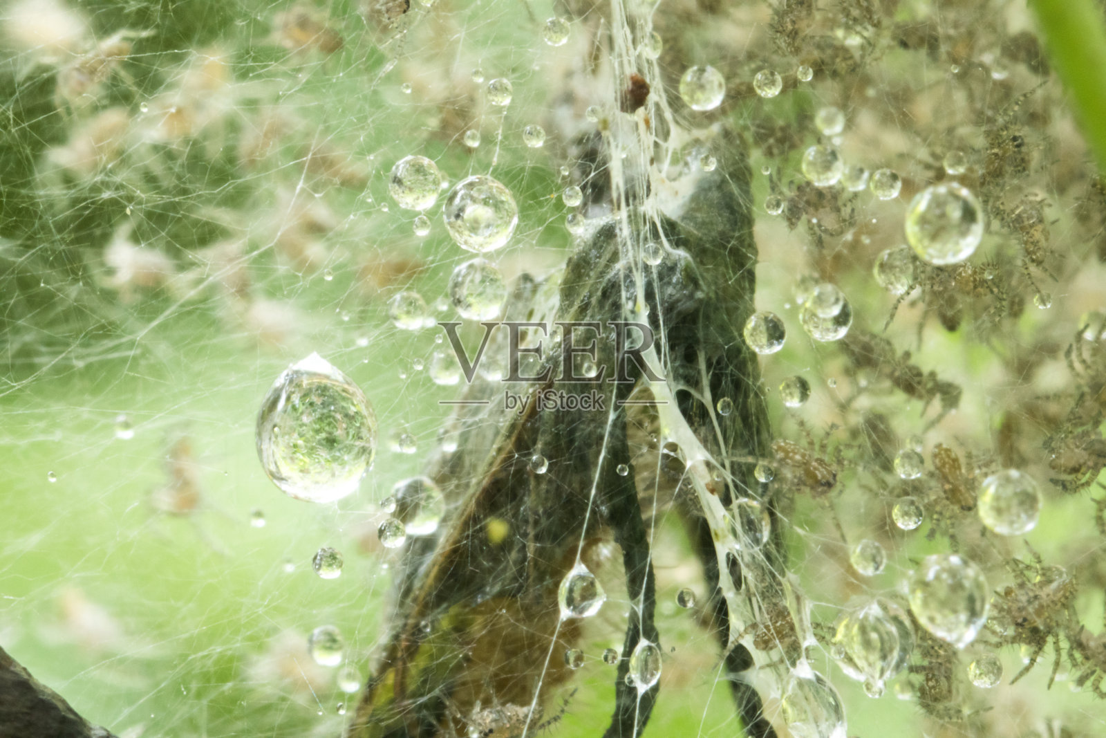 一个满是小蜘蛛/小蜘蛛的蜘蛛巢照片摄影图片