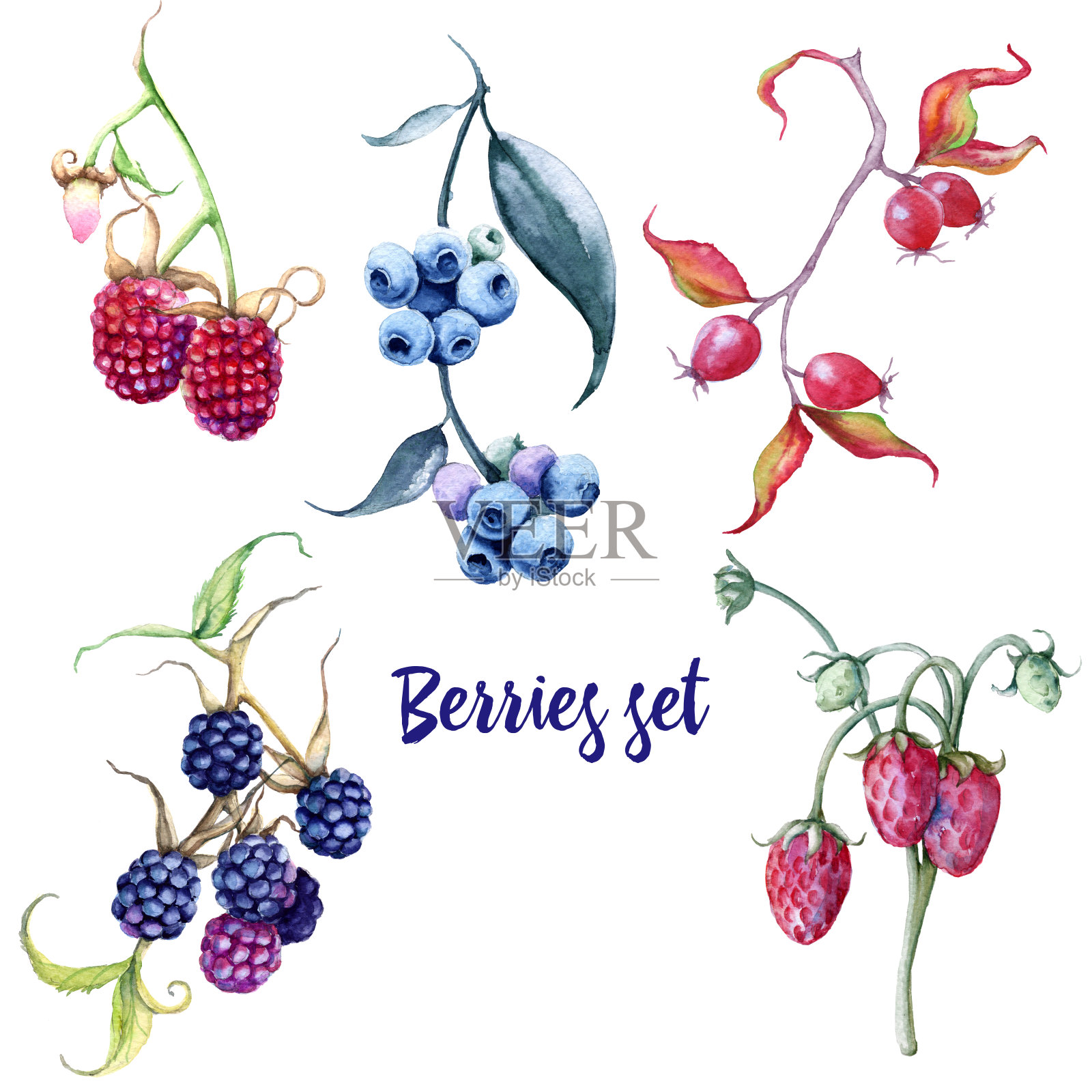 浆果。玫瑰果，蓝莓，黑莓，草莓，覆盆子。孤立在白色背景上。插画图片素材
