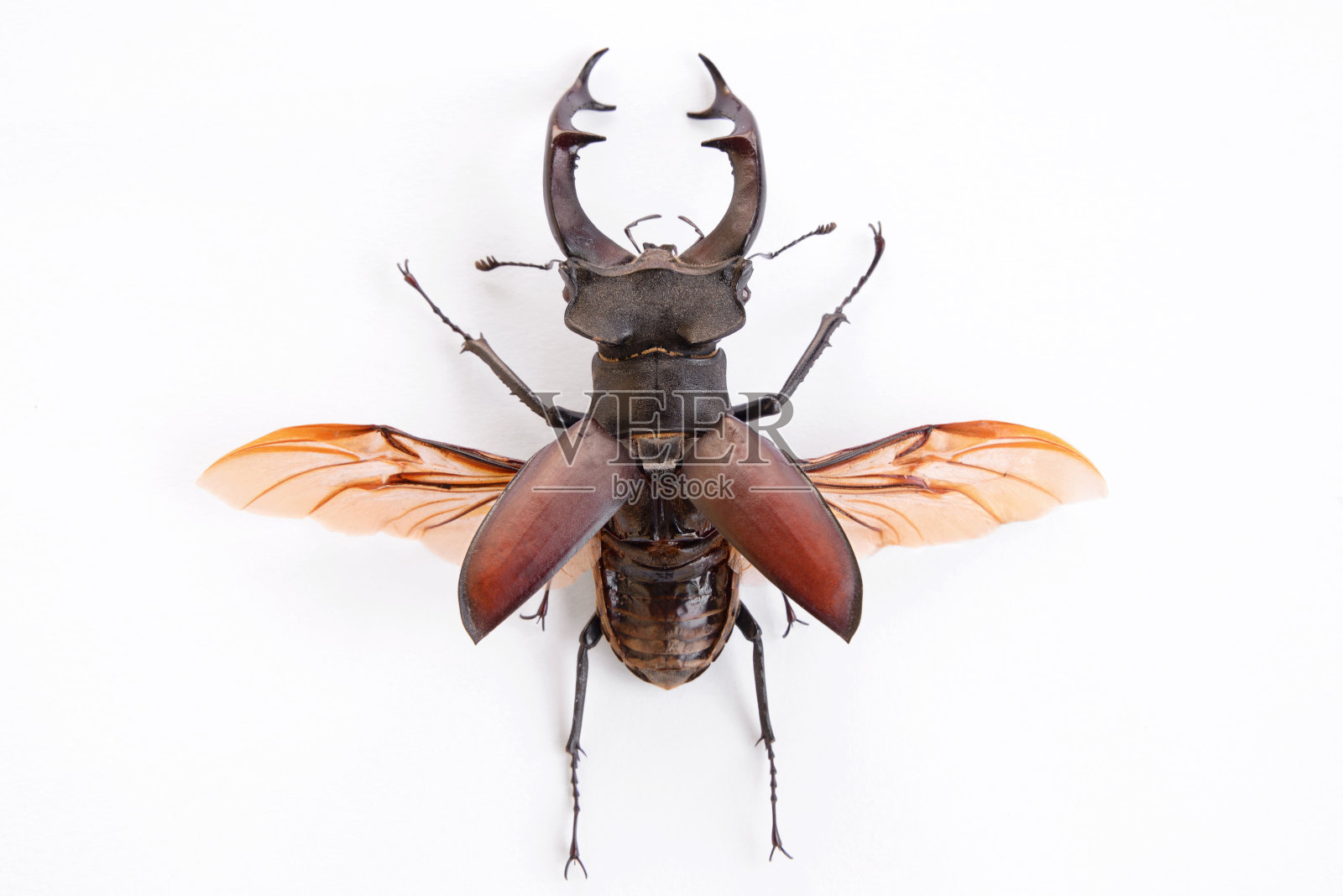 雄鹿甲虫的高分辨率图片照片摄影图片