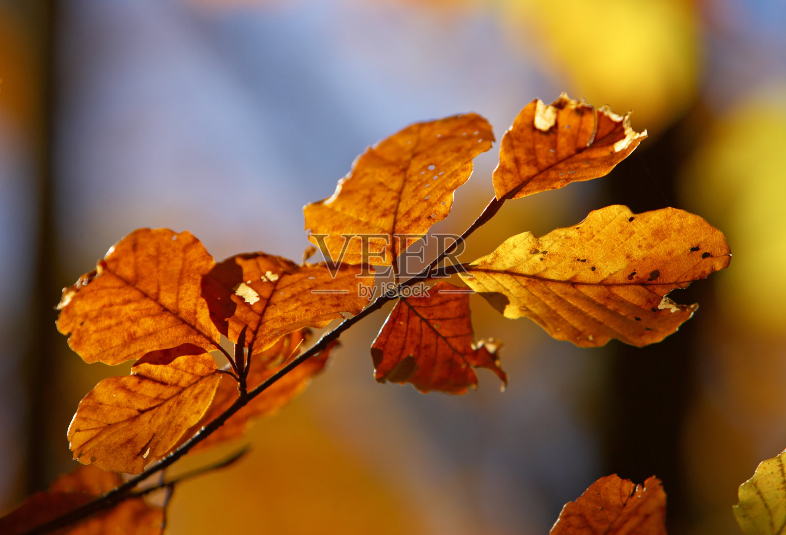 秋天的颜色照片摄影图片
