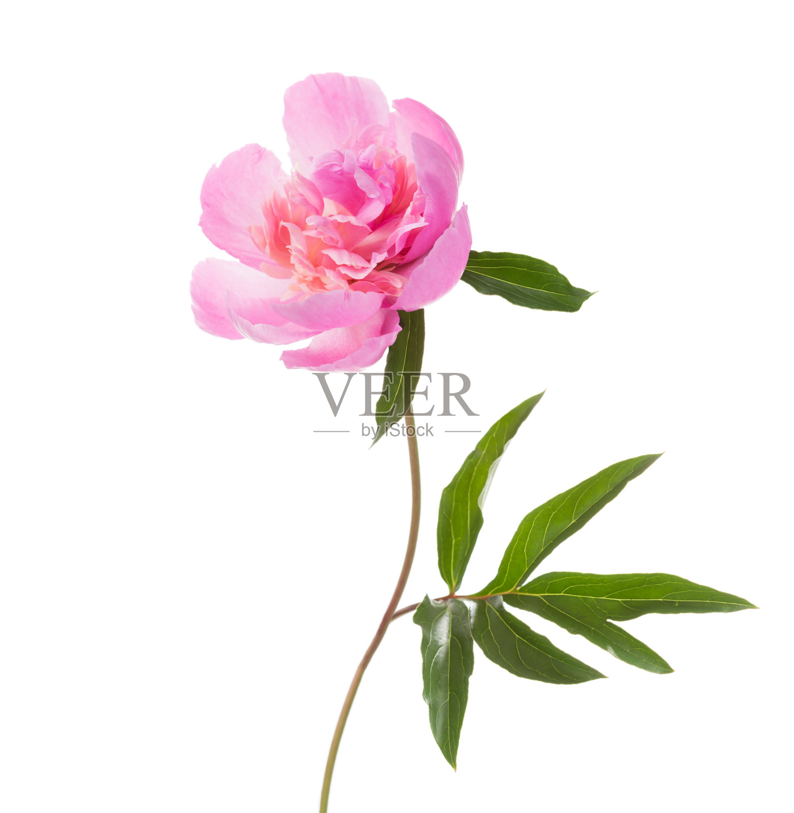 粉红牡丹孤立在白色背景上。照片摄影图片