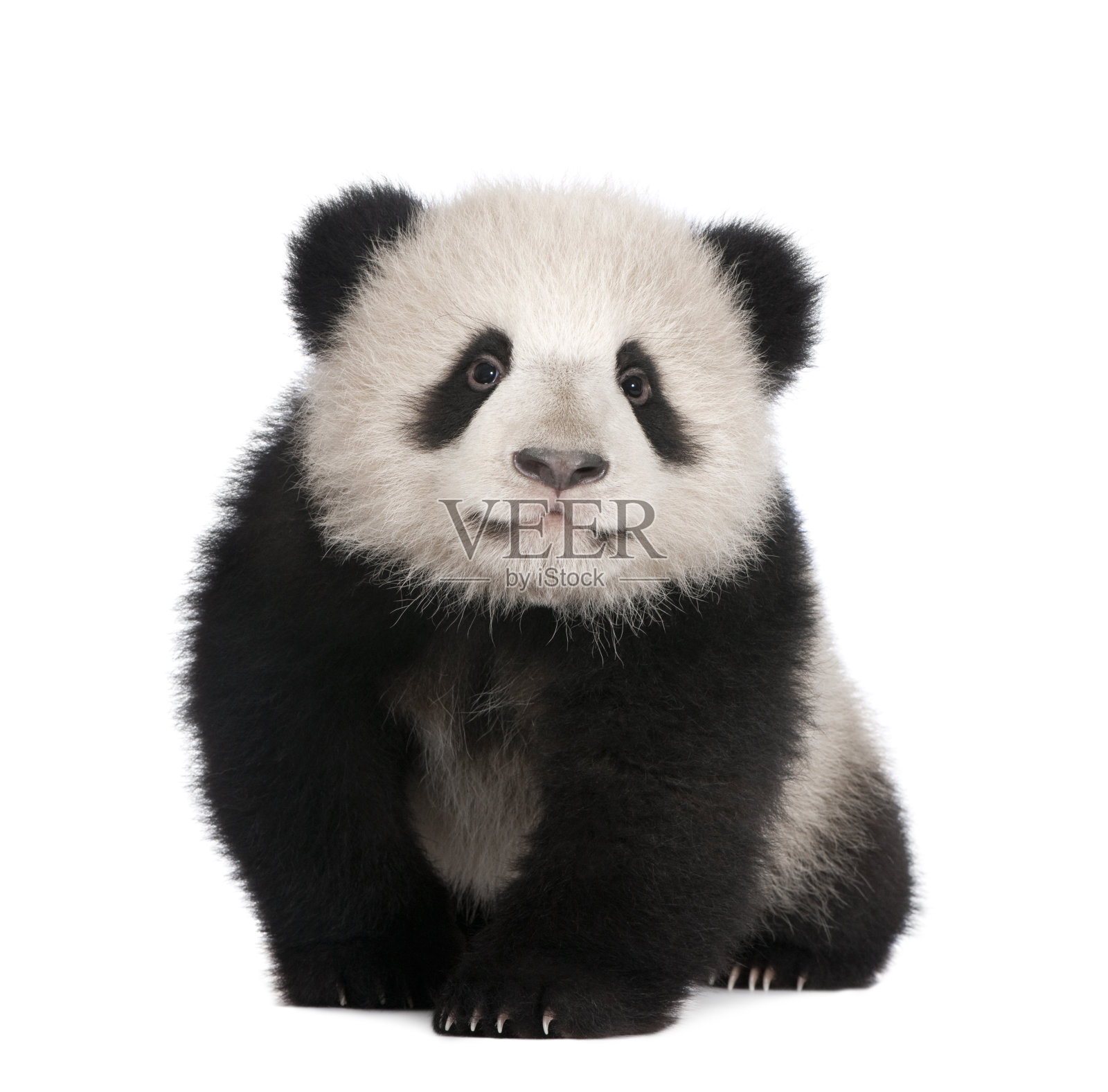 白色背景上6个月大的大熊猫照片摄影图片