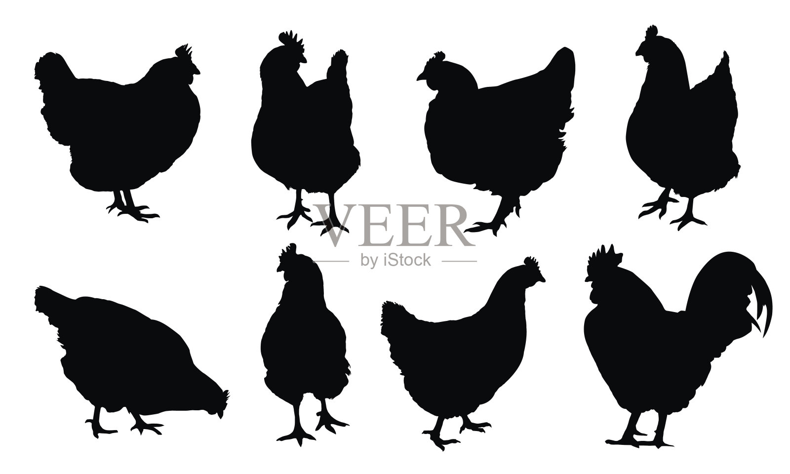 一套真实的矢量轮廓母鸡，鸡和公鸡孤立在白色的背景设计元素图片