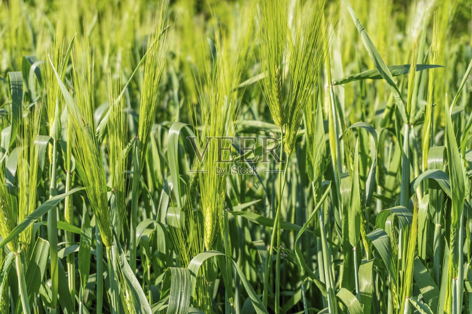 美丽的绿油油的田野上长着年轻的小麦。照片摄影图片