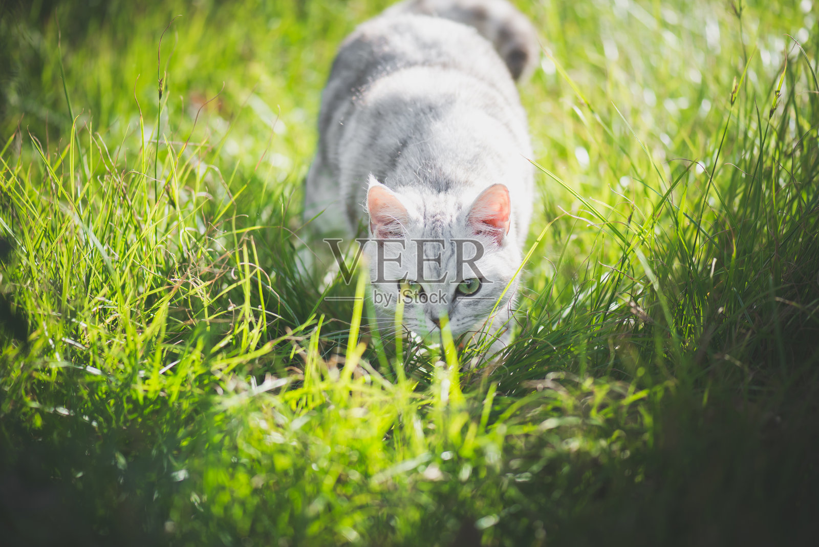 美国短毛猫在绿色的草地上玩耍照片摄影图片
