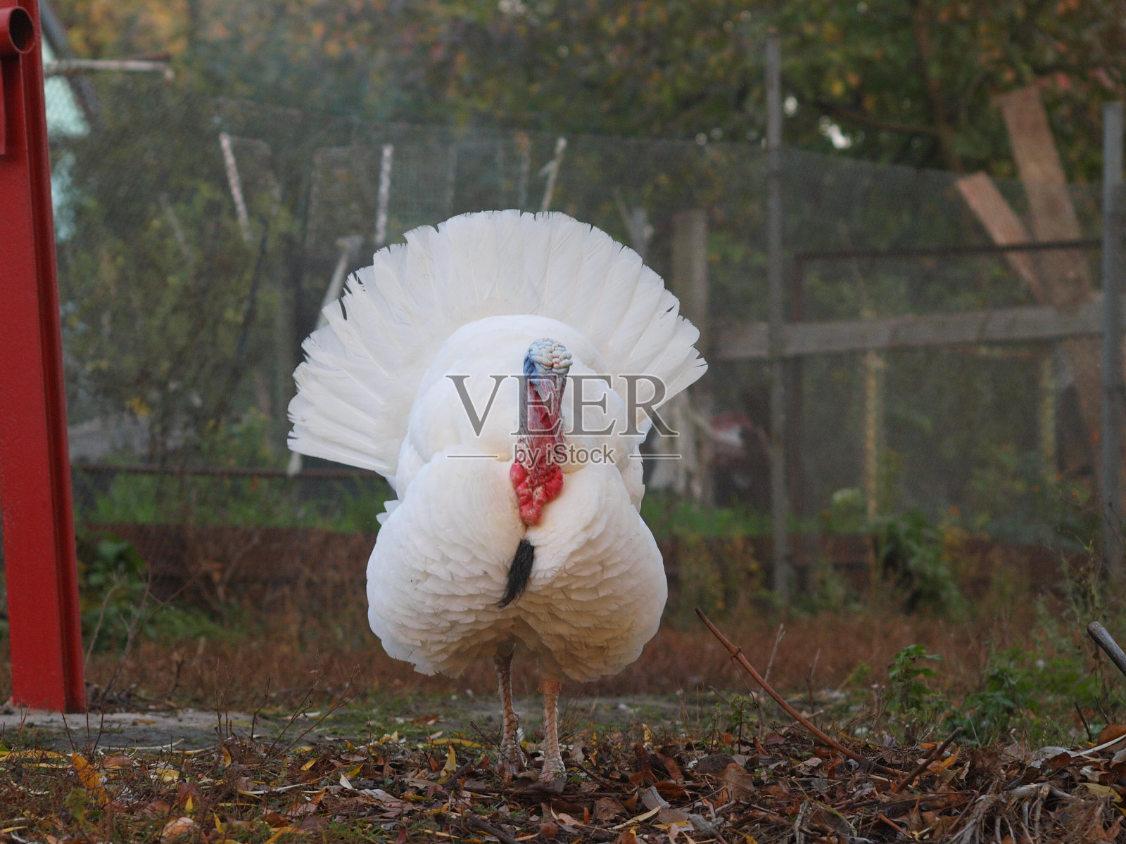 自家农场的白色火鸡照片摄影图片