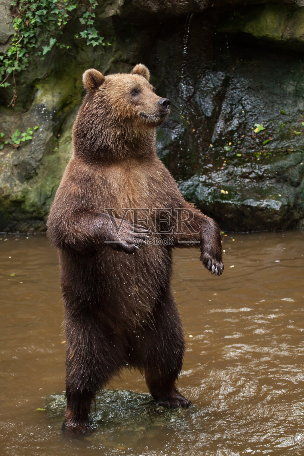 堪察加棕熊照片摄影图片