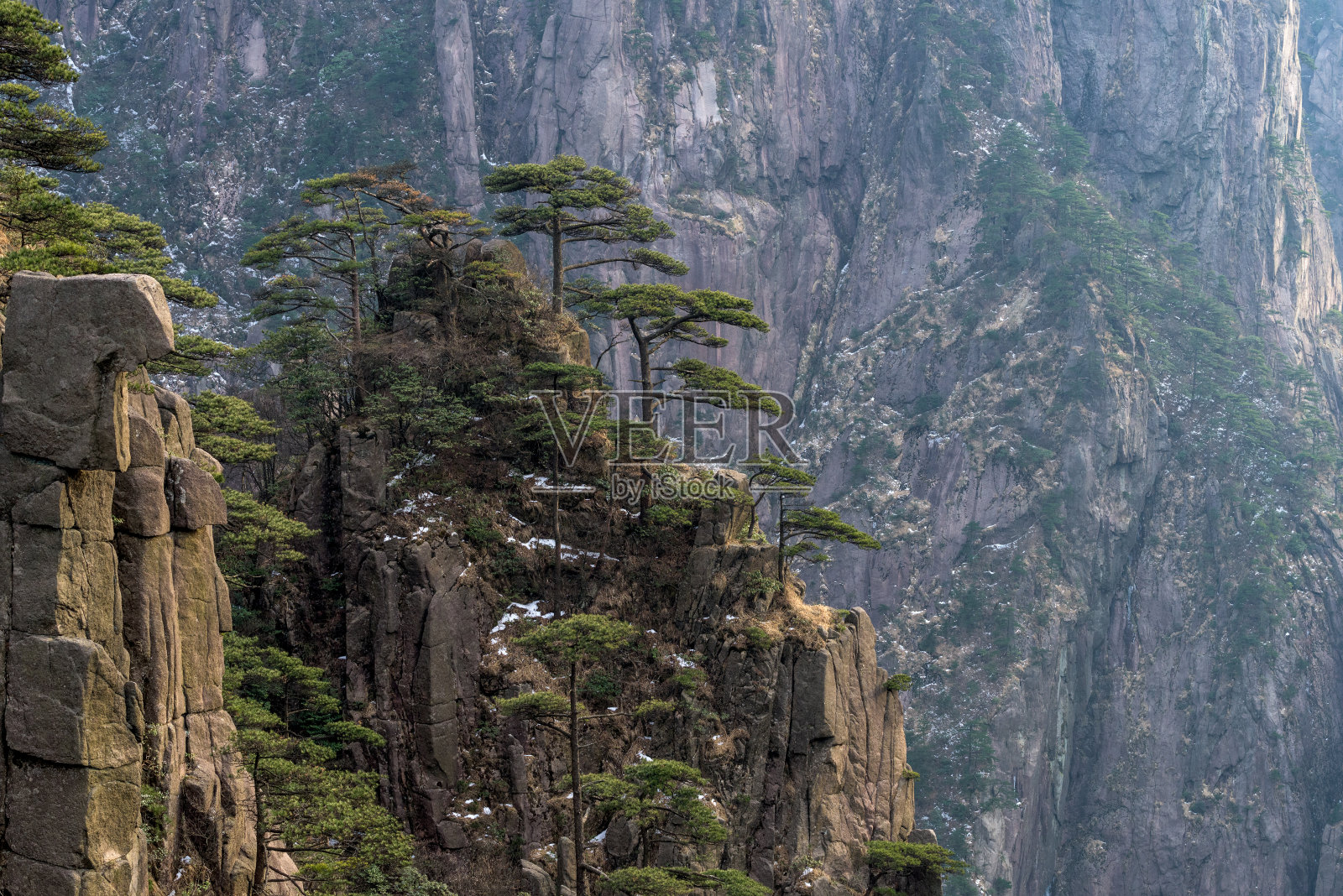 黄山风光。黄山的松树。位于中国东部安徽省。它是联合国教科文组织世界遗产，也是中国主要的旅游目的地之一。照片摄影图片