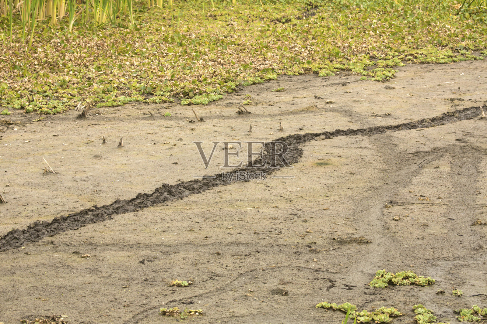 奥兰多湿地公园淤泥中鳄鱼留下的痕迹。照片摄影图片