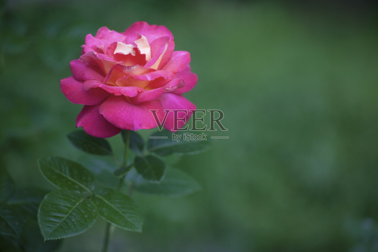 近距离的照片粉红玫瑰在模糊的绿色背景照片摄影图片