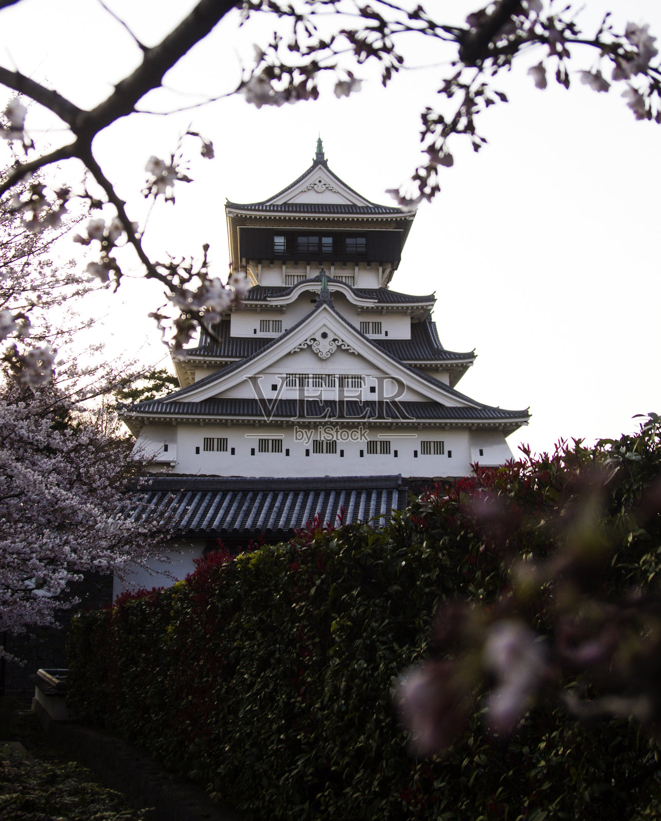 盛开的樱花和日本城堡塔照片摄影图片