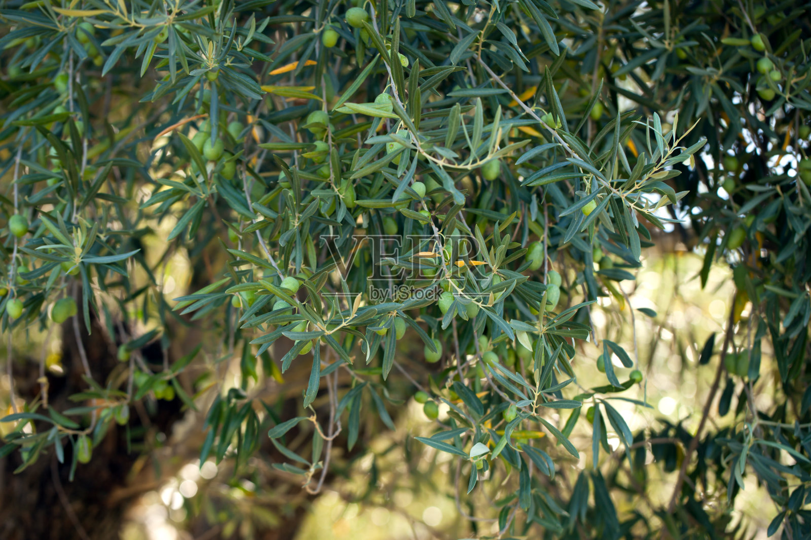 橄榄树枝照片摄影图片
