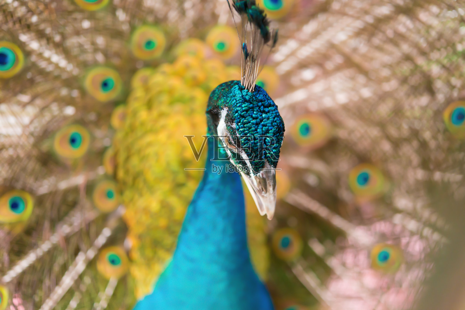 雄性孔雀展示着它多彩的羽毛尾巴照片摄影图片