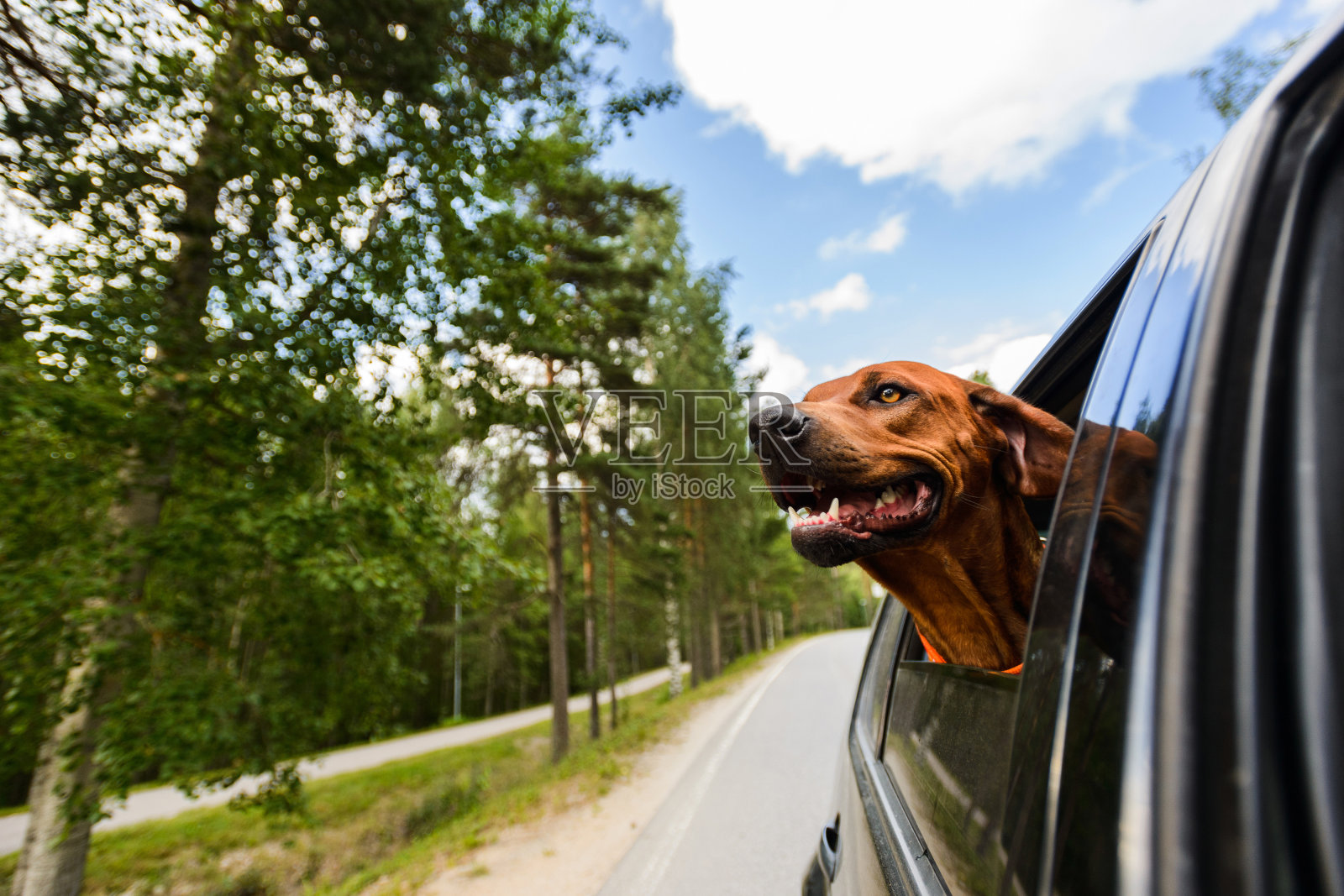 背脊狗喜欢坐在车里看窗外照片摄影图片