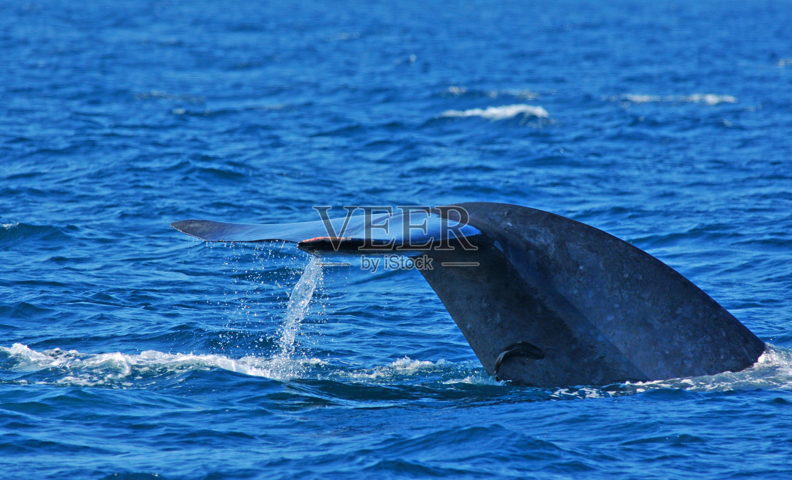 蓝鲸的尾片和鮣鱼。照片摄影图片