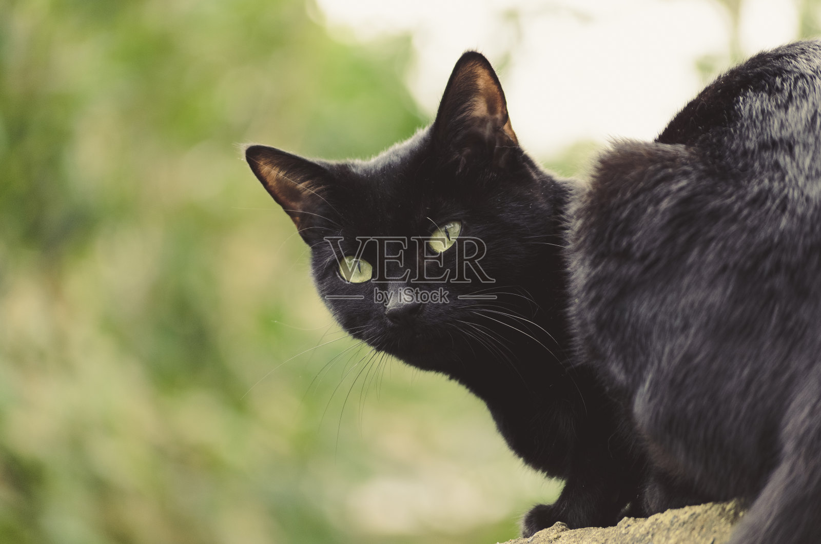 黑猫外照片摄影图片