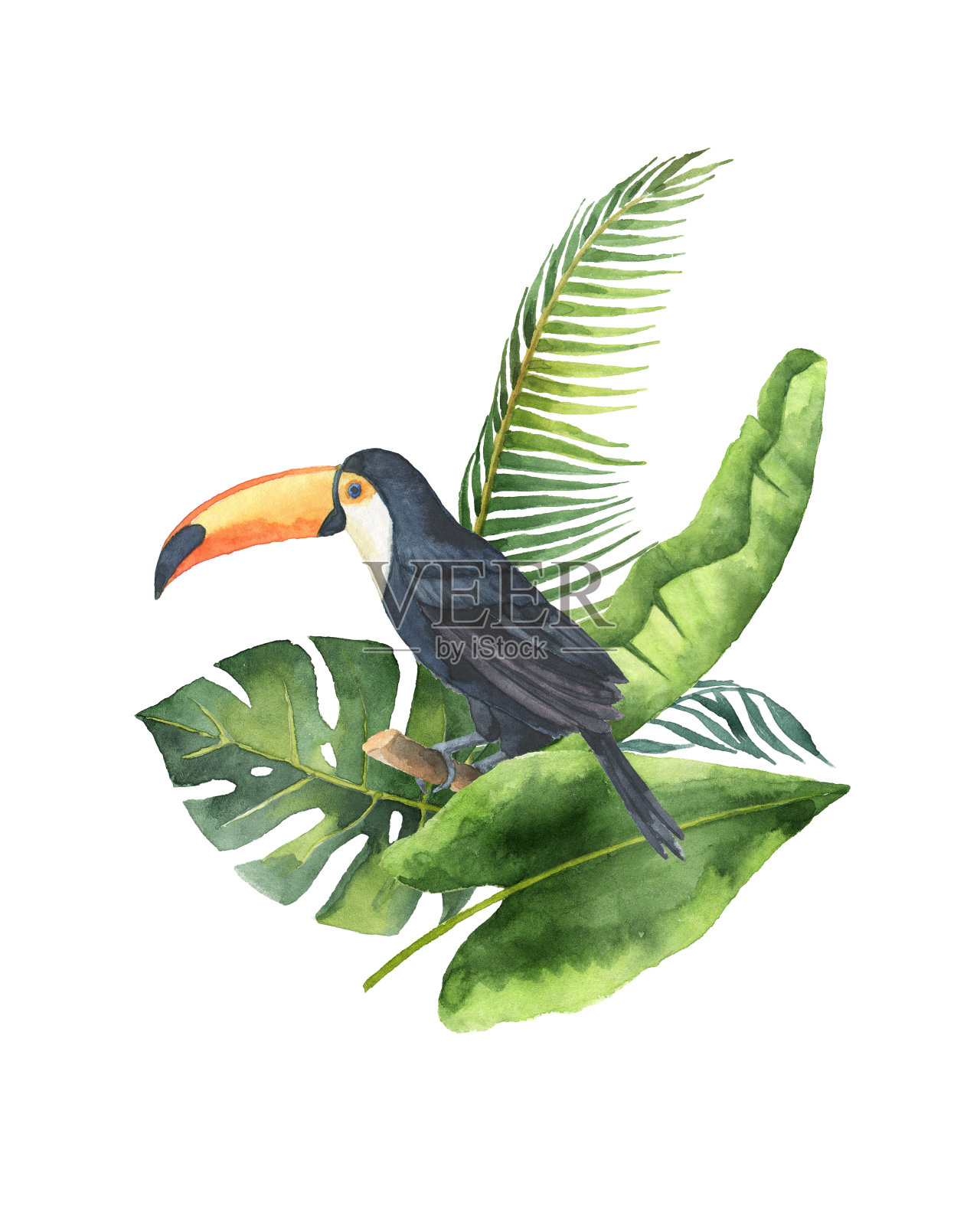 水彩花束的热带树叶和巨嘴鸟孤立在白色的背景。插画图片素材