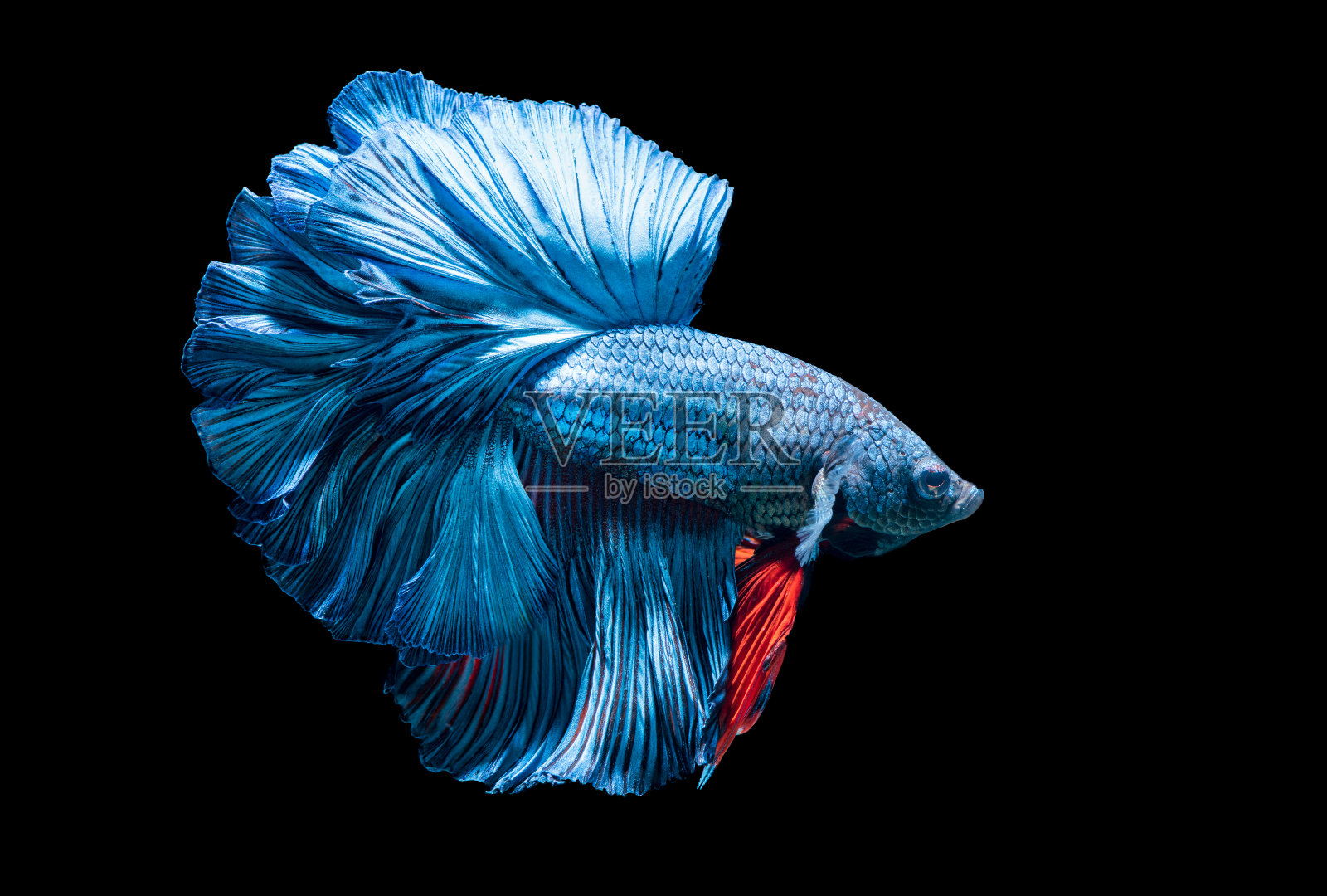 蓝暹罗斗鱼，一串红照片摄影图片