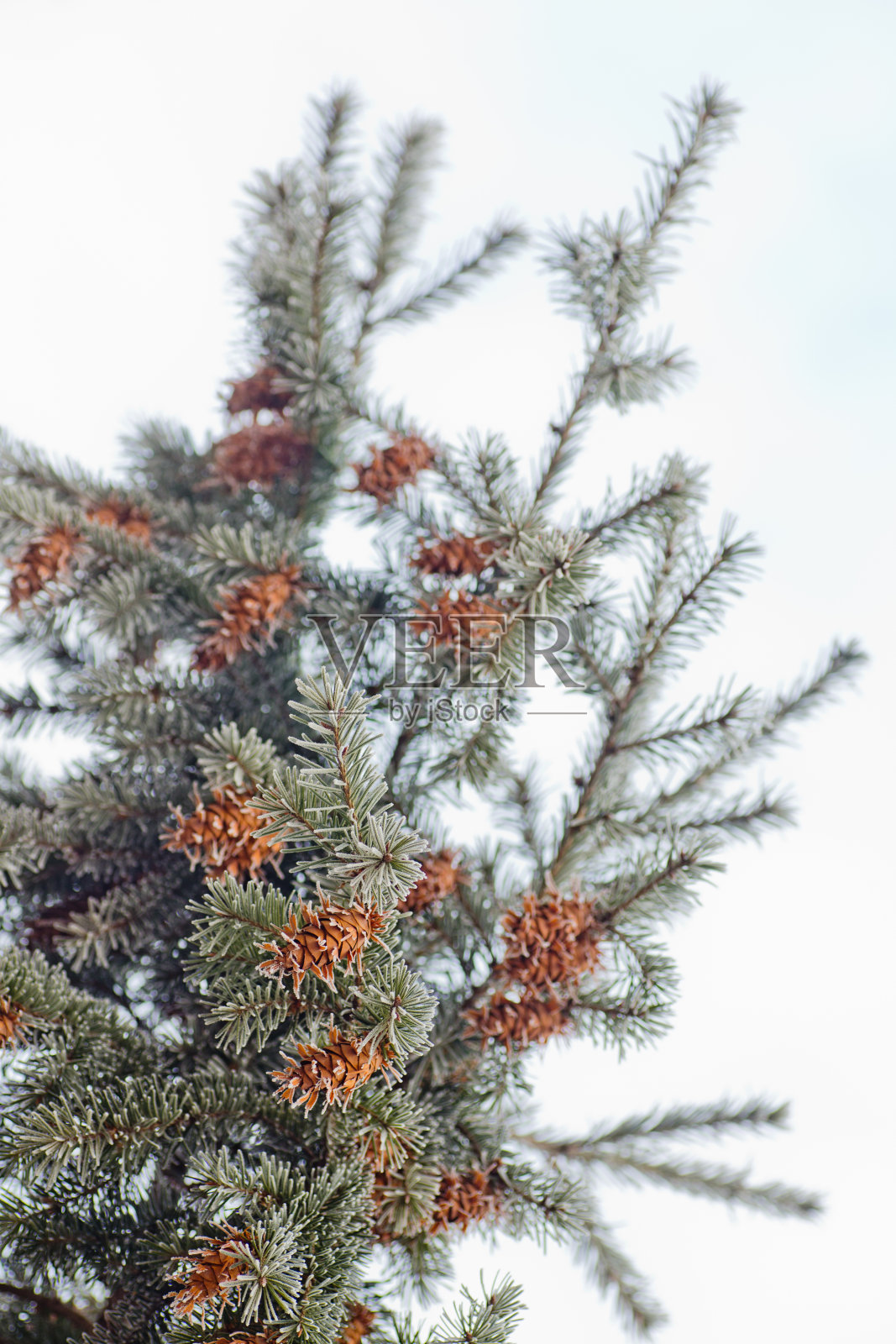 成熟的球果在蓝色的冷杉树上的蓝色，绿色，白色，科罗拉多蓝色云杉，云杉覆盖着白霜。新年Bekraund。复制粘贴的地方照片摄影图片
