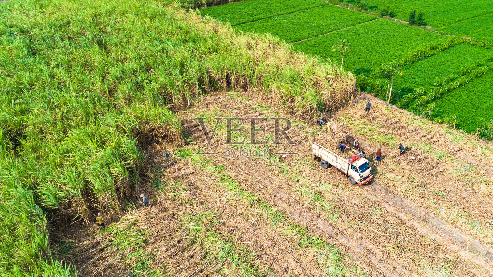 印度尼西亚日惹附近的甘蔗种植园。照片摄影图片