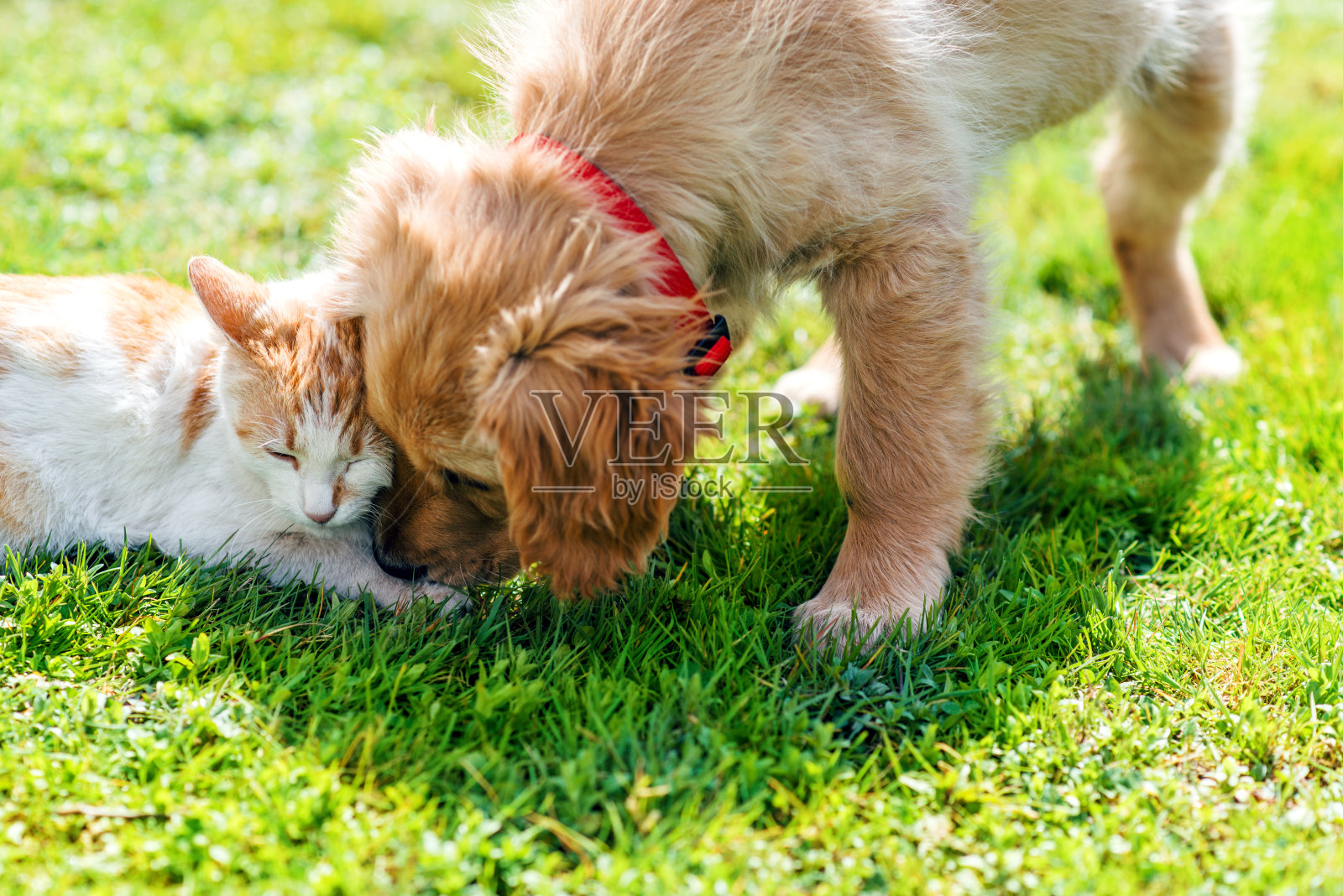 可爱的小狗和小猫在户外的草地上照片摄影图片