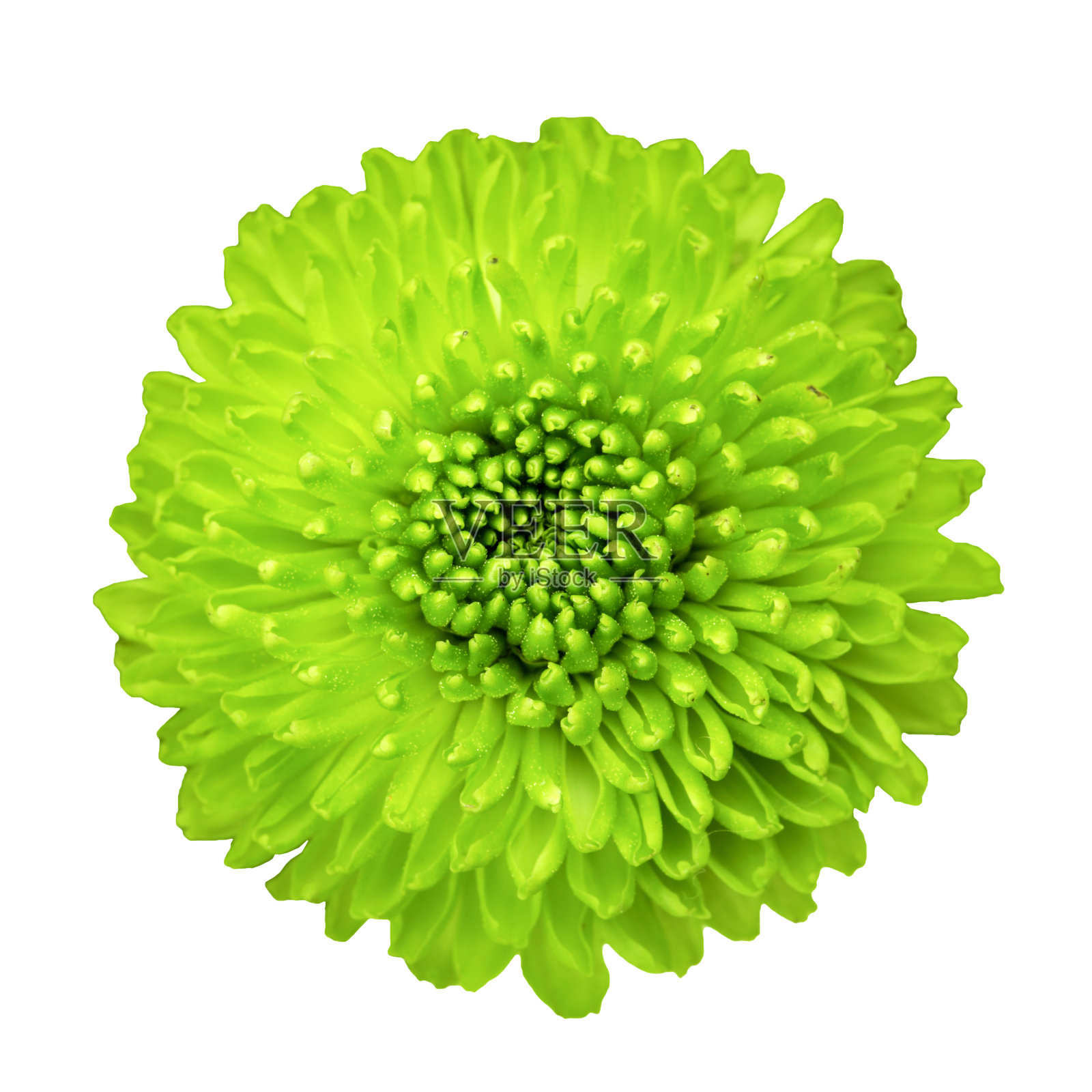 绿色的菊花照片摄影图片