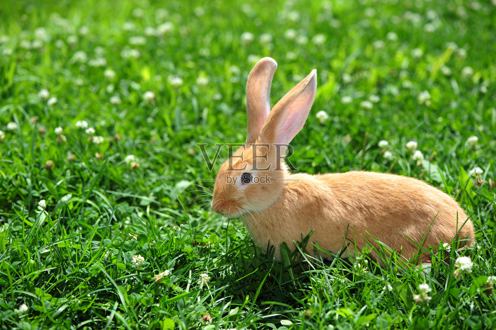 小兔子户外照片摄影图片