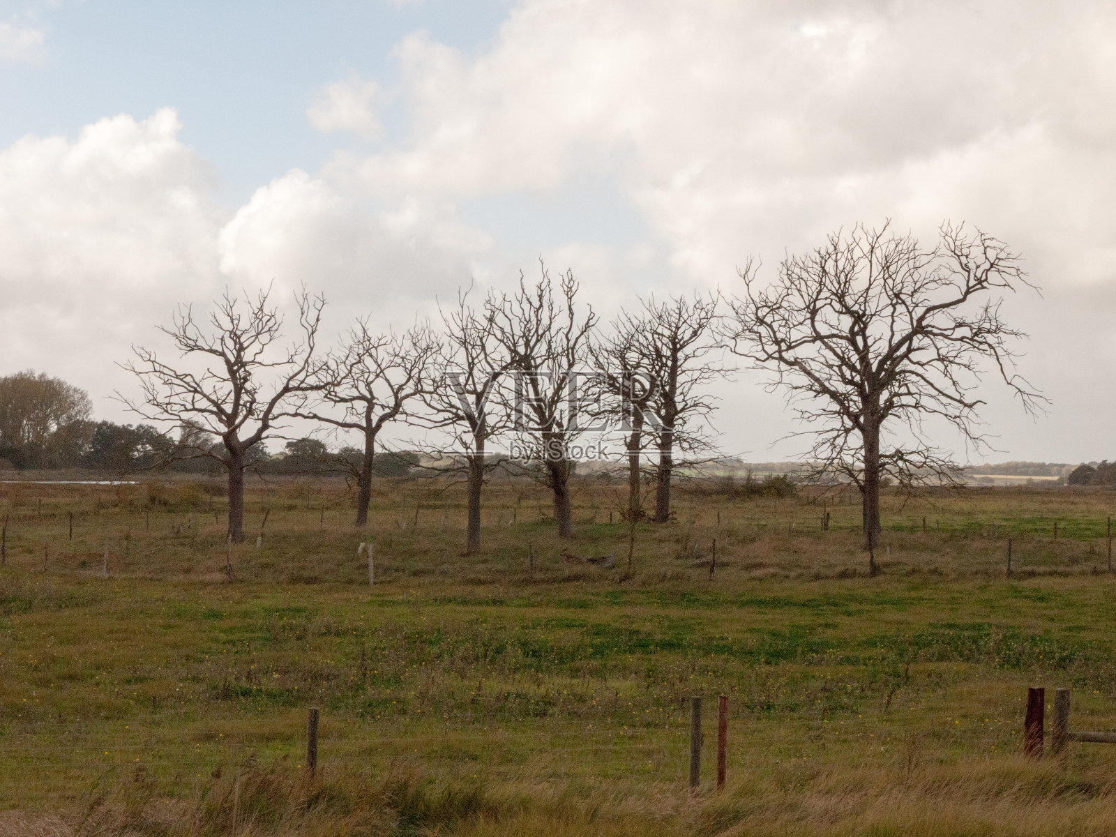 美丽的光秃秃的树站立结构的树枝延伸在乡村的田野照片摄影图片