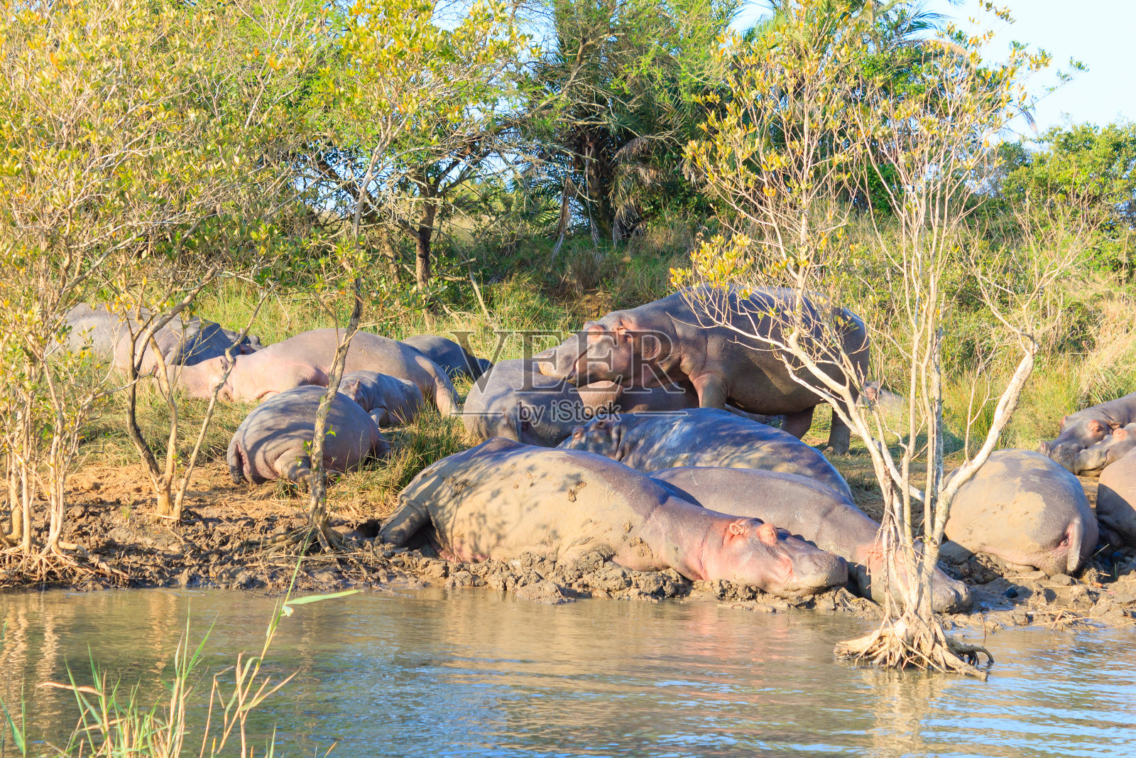 南非Isimangaliso湿地公园，一群河马在睡觉照片摄影图片