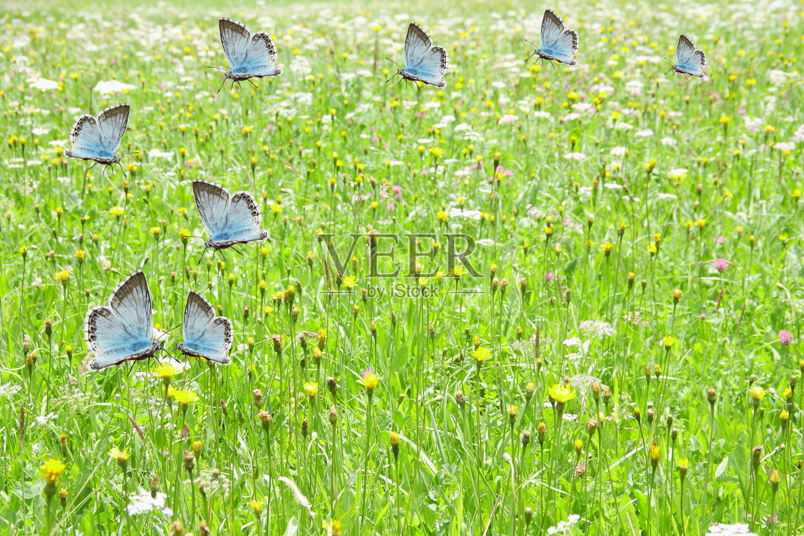 蓝色的蝴蝶在绿色的草地上飞舞照片摄影图片