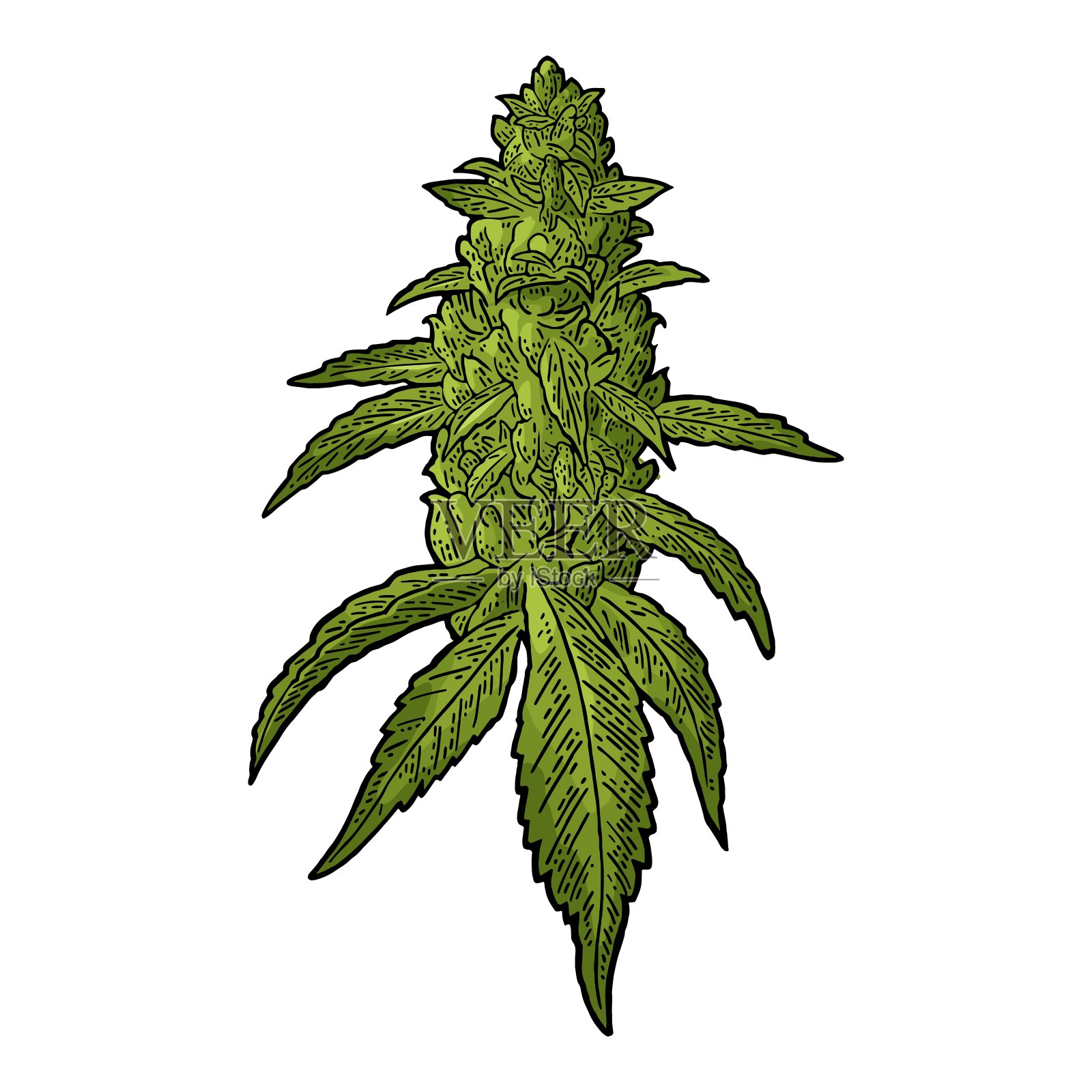 大麻成熟的有叶和芽的植物。向量版画插图设计元素图片