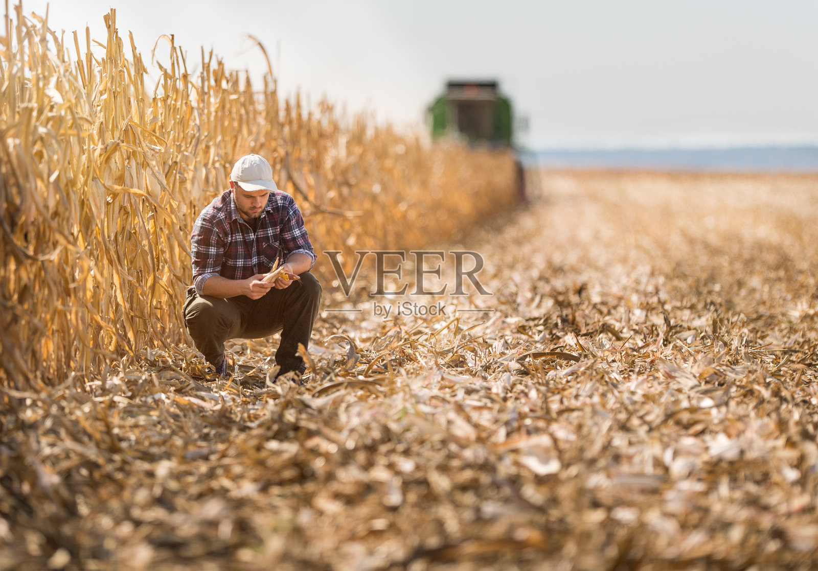 年轻的农民在玉米地里照片摄影图片