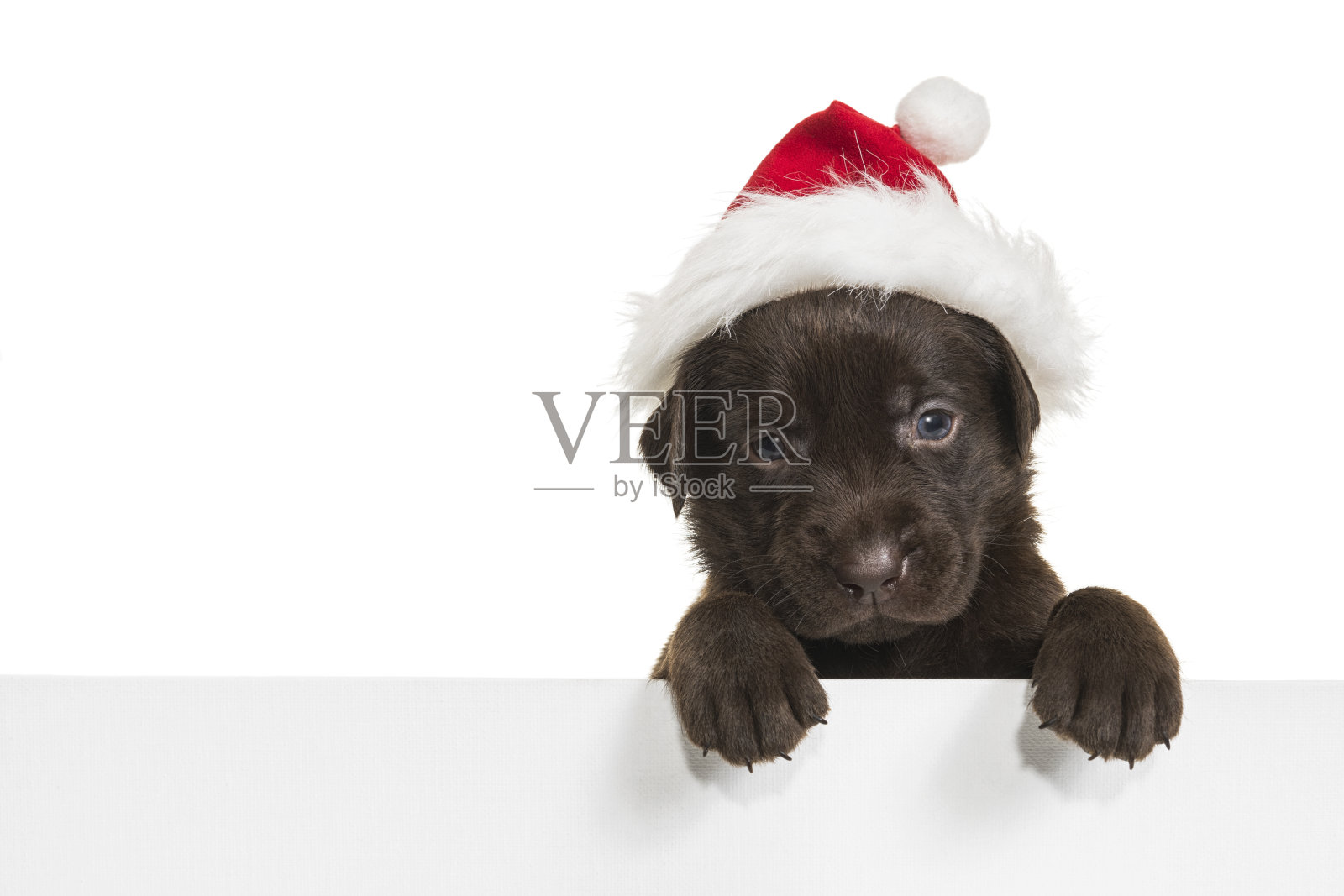 一只可爱的巧克力拉布拉多小狗戴着圣诞老人帽子，上面有标志——4周大照片摄影图片