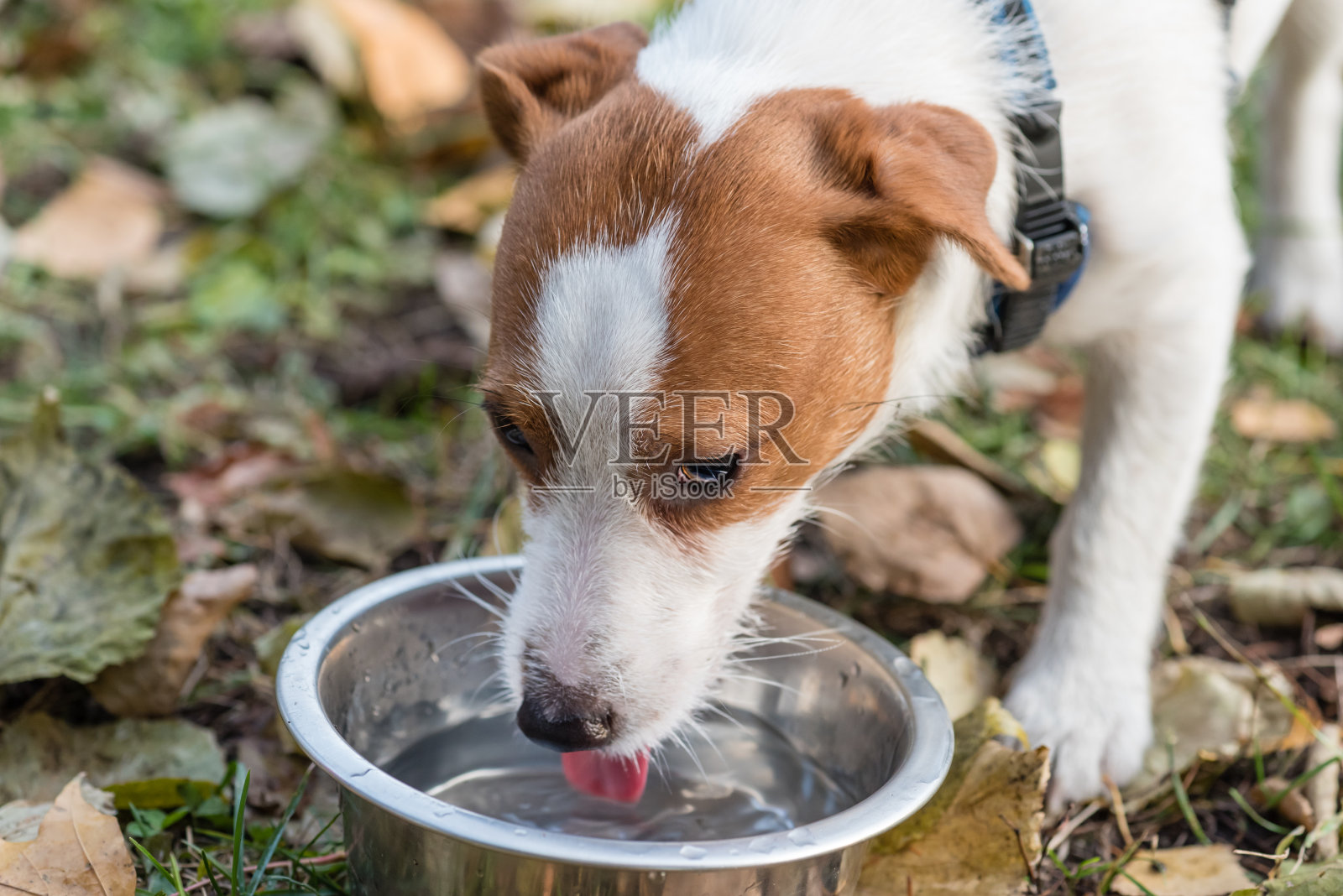 秋日散步时，宠物狗会舔食碗里的水照片摄影图片