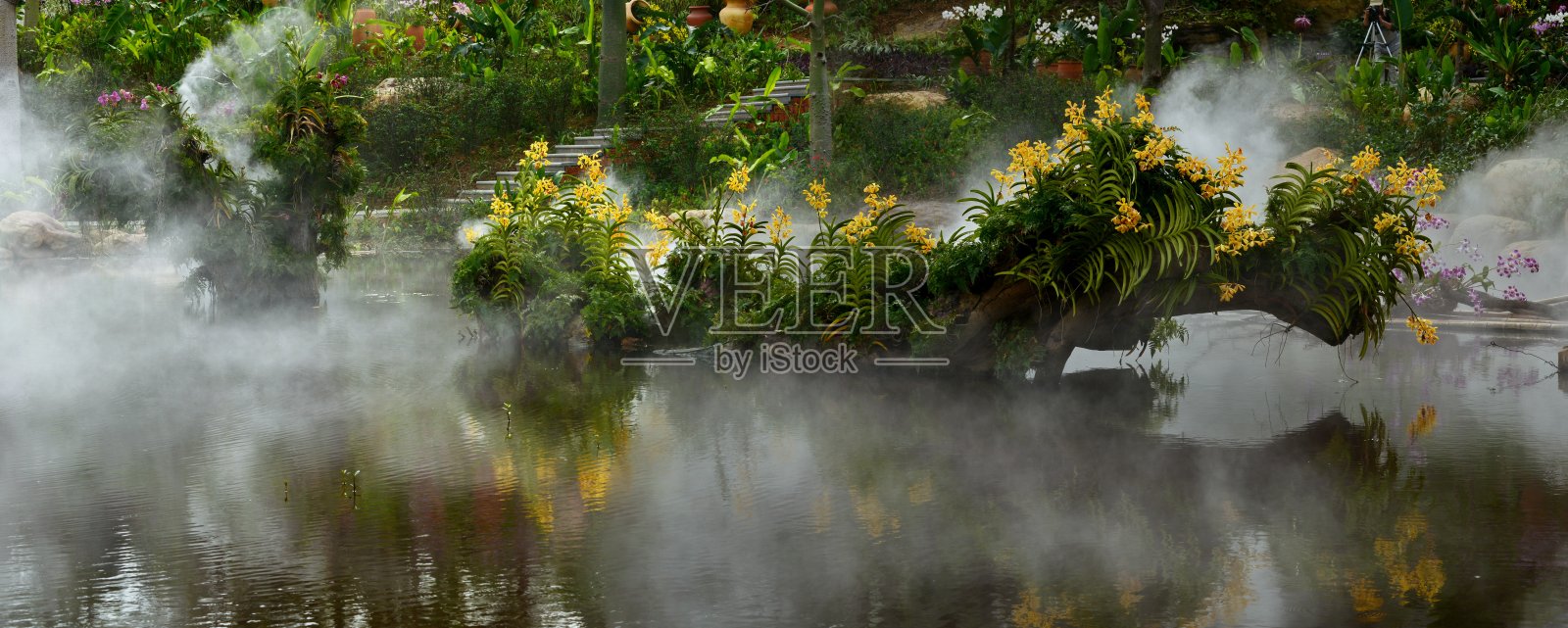 美丽多彩的兰花在池中照片摄影图片