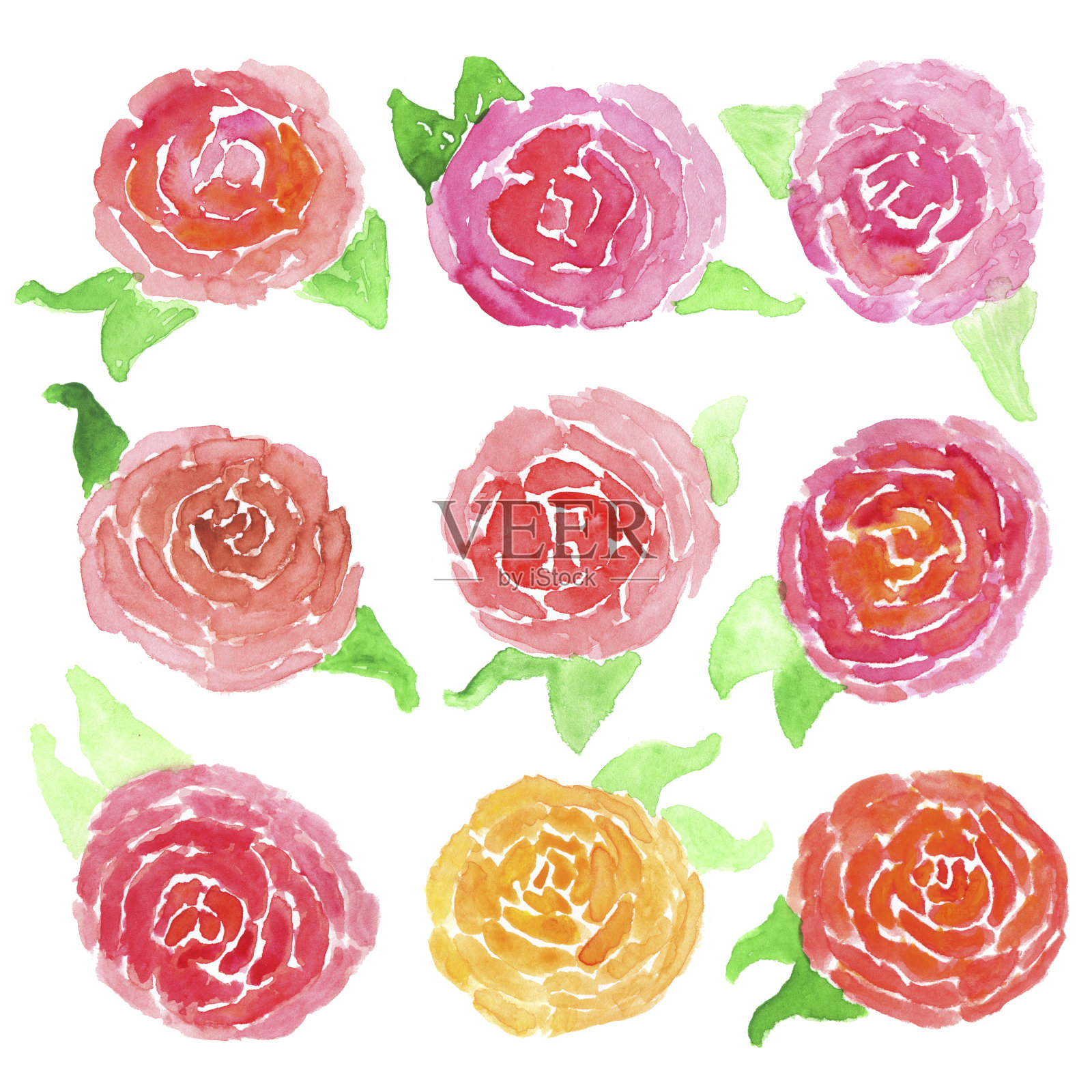 白色背景上的水彩玫瑰插画图片素材